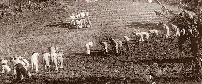 cultures africaines en Martinique — Lasotè au Fonds Saint-Denis, pratique d'entraide collective héritée des esclaves africains